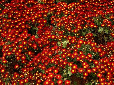 Red colourful