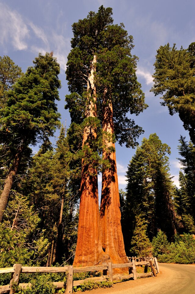 Red california tree