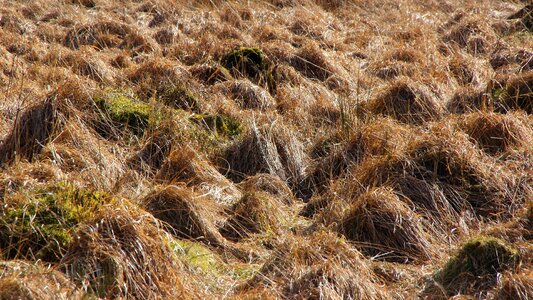Moor nature nature reserve