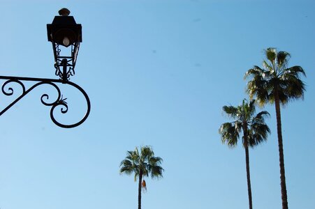 Palms lamppost plants