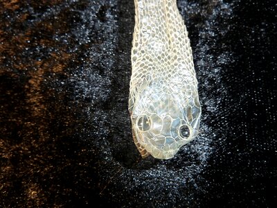 Snakes terraristik non toxic