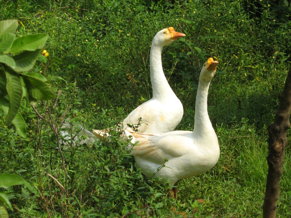 Nature with birds bird