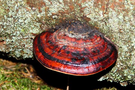 Forest nature mushrooms