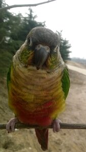 Parrot conure the wild