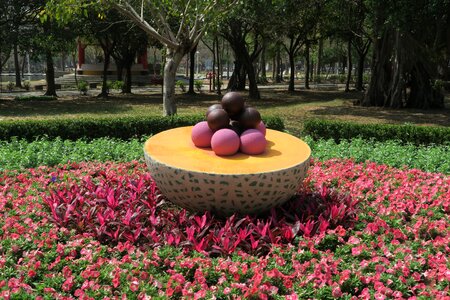 Tainan's flowers offering fruit duckweed farm park