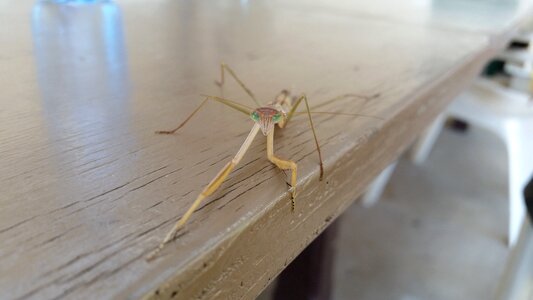 Praying mantis wildlife