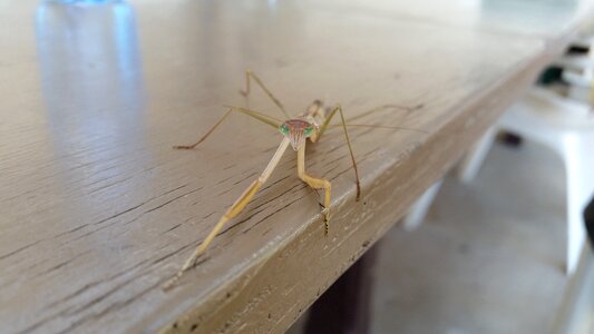 Praying mantis wildlife photo