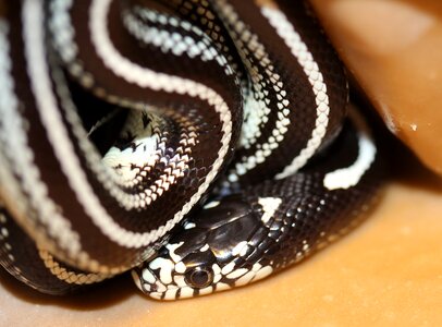 Snake black and white striped species