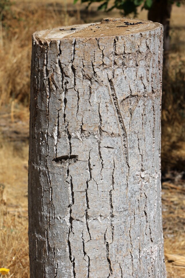 Trunk wood texture