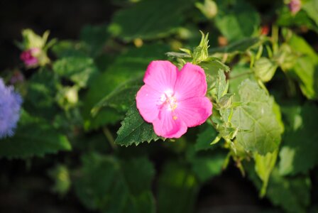 Natural floral bloom