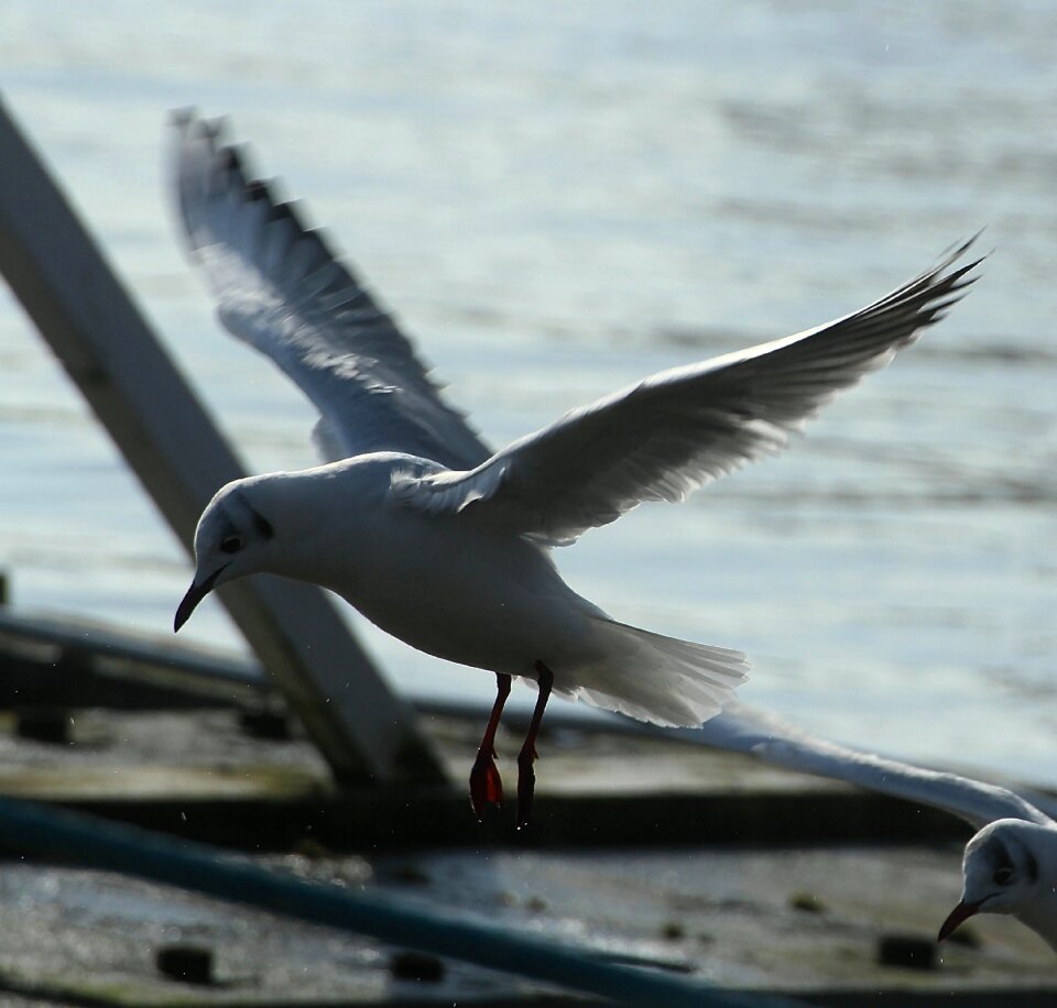 Gulls water bird species
