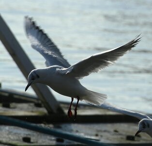 Gulls water bird species photo