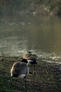 Netherlands water duck photo