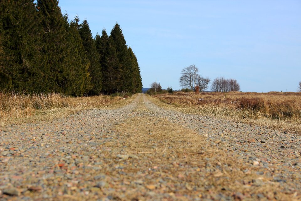 Nature horizon forest photo