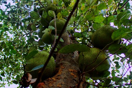 Delicious jackfruit tree photo