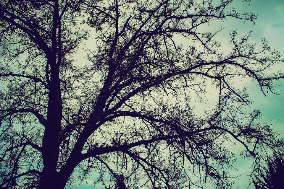 Tree branches winter