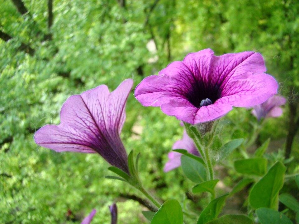 Bloom nature flora