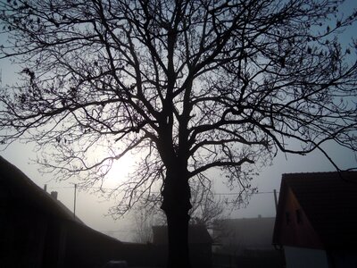 Morning trees the rising sun