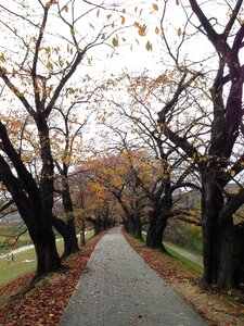 Street trees fallen leaves autumnal leaves