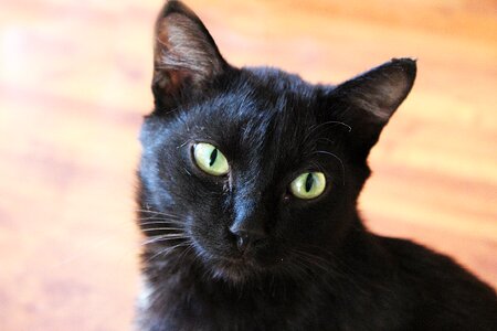 Pet portrait cat person