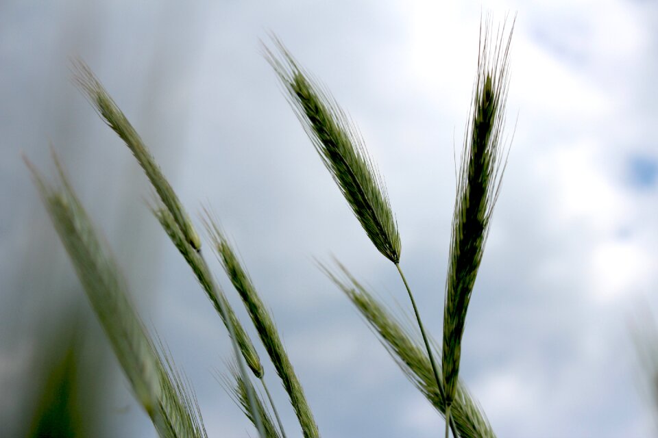 Nature cane in the summer time