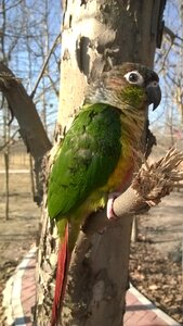 Conure the wild green