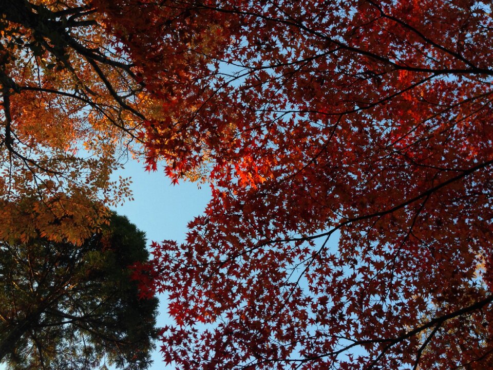 Maple autumn sky
