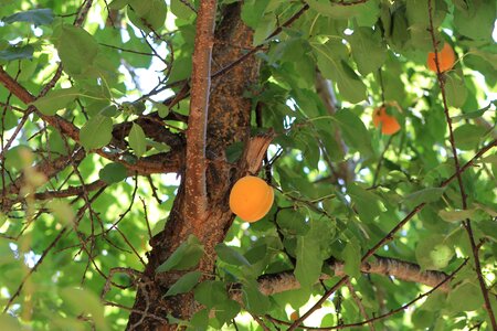 Tree damascus fruit