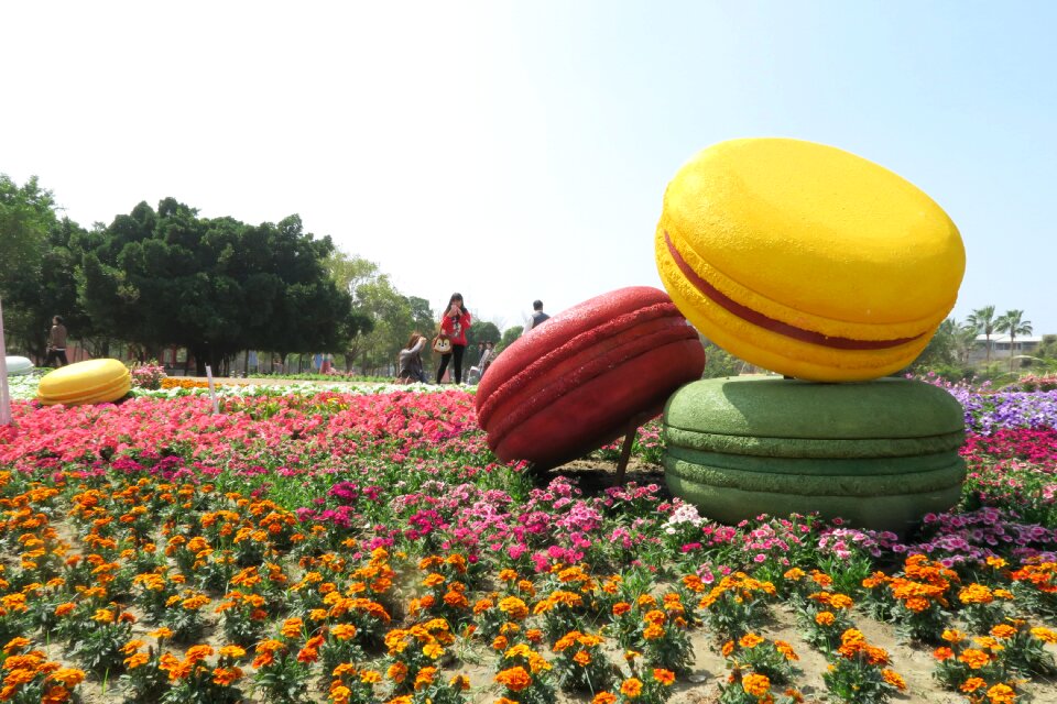 Tainan's flowers offering head dragon duckweed farm park