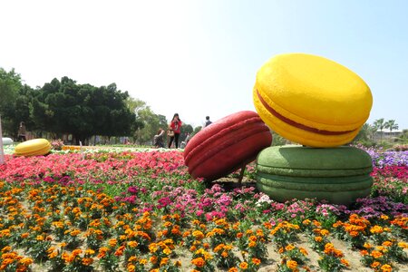Tainan's flowers offering head dragon duckweed farm park