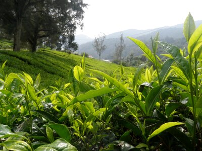 Green agriculture plantation