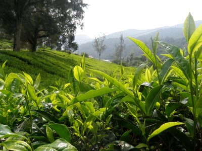 Green agriculture plantation photo