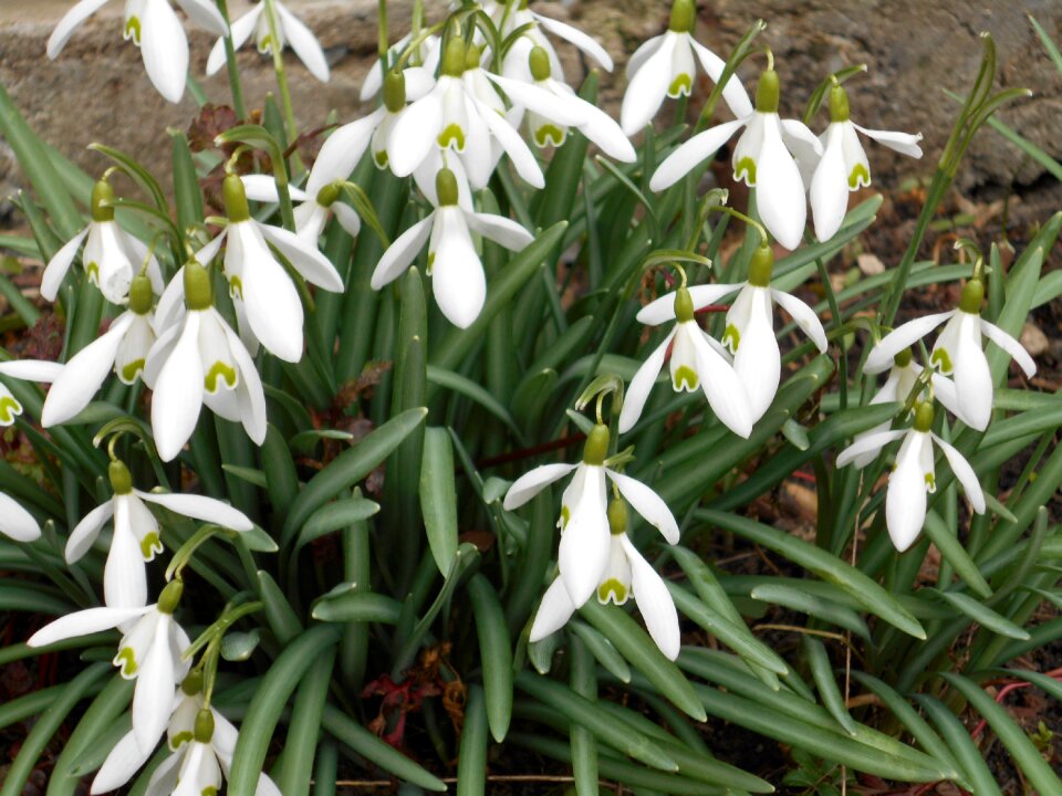 Signs of spring garden springtime photo