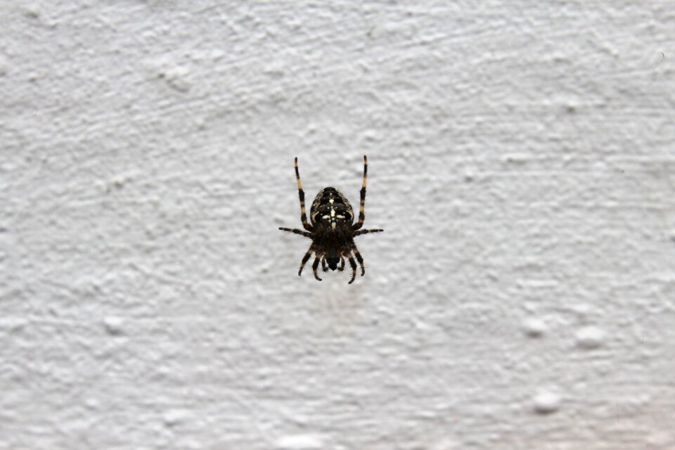 True orb weaver arachnid animals