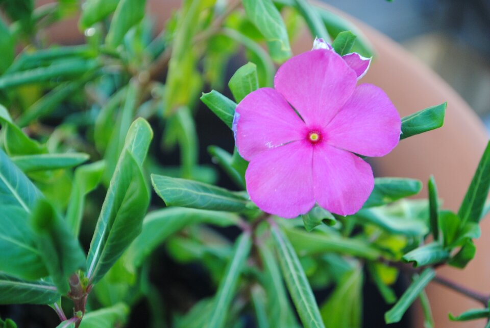 Plant nature bloom