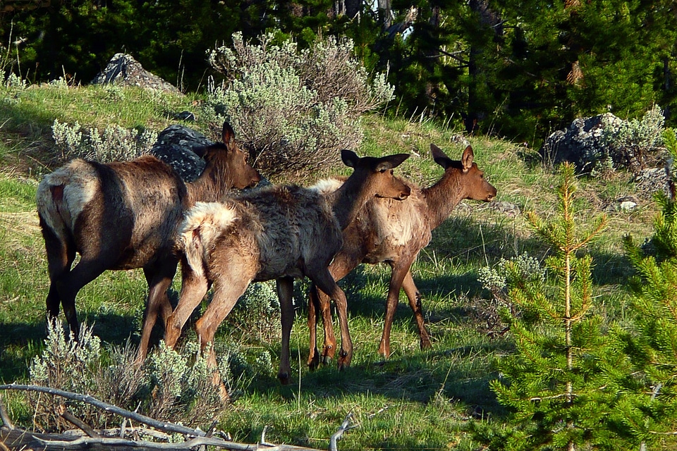 Nature wildlife animals