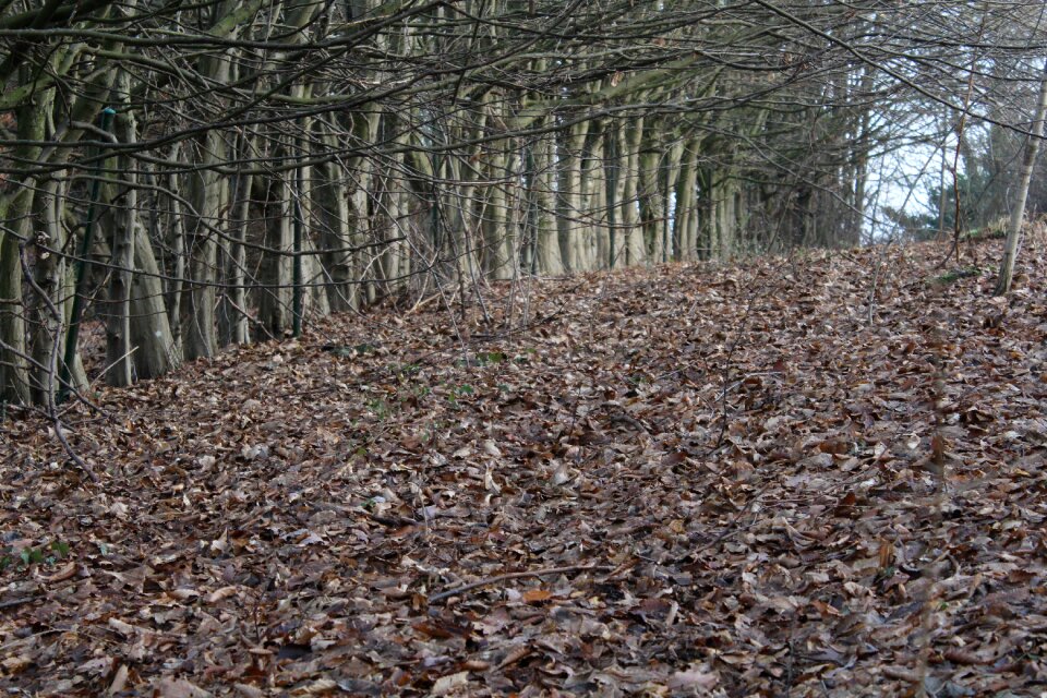 Nature forest brown