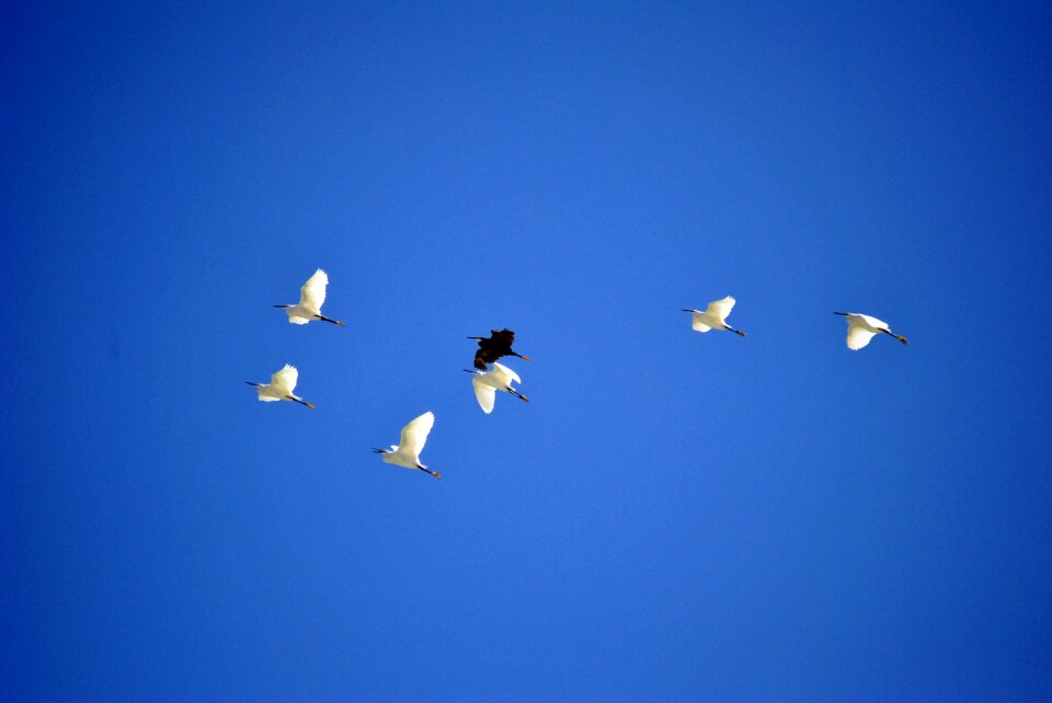 Flying fly