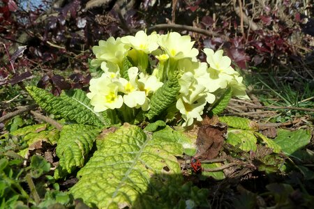 Nature flower blossom