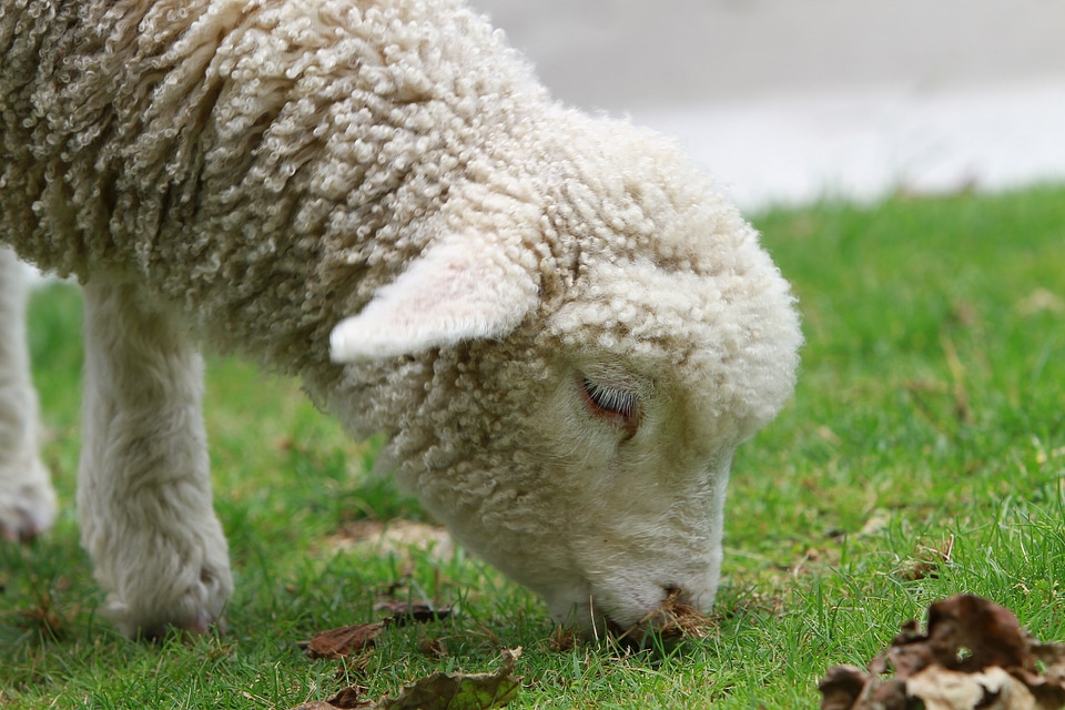 Countryside north island animal