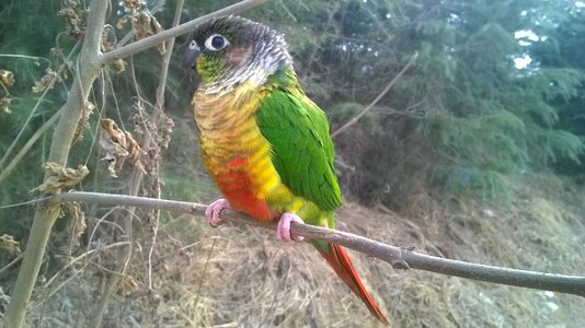 Parrot conure the wild