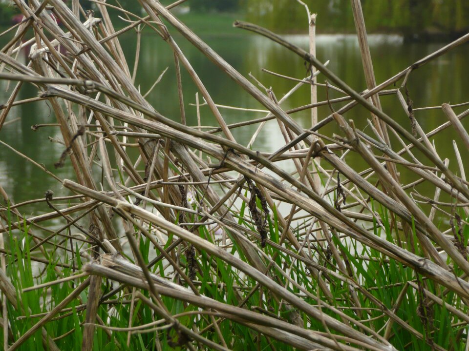 Nature water green