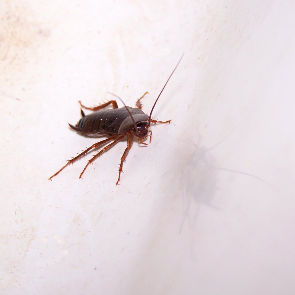Insect disgusting vermin