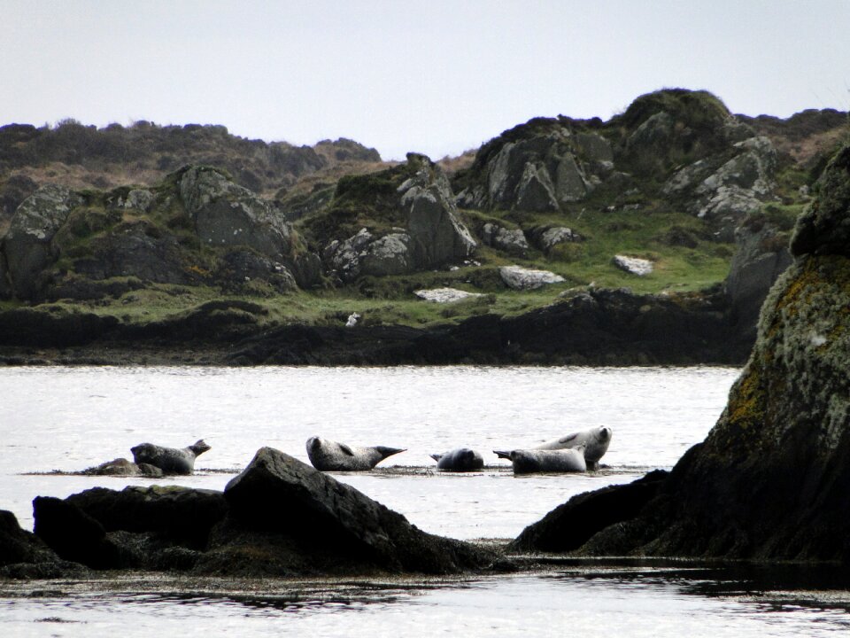 Fauna landscape coast