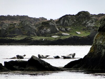 Fauna landscape coast