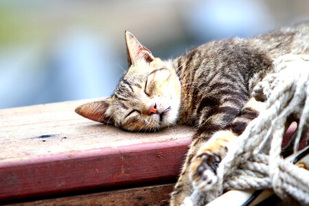 Pet xie cat