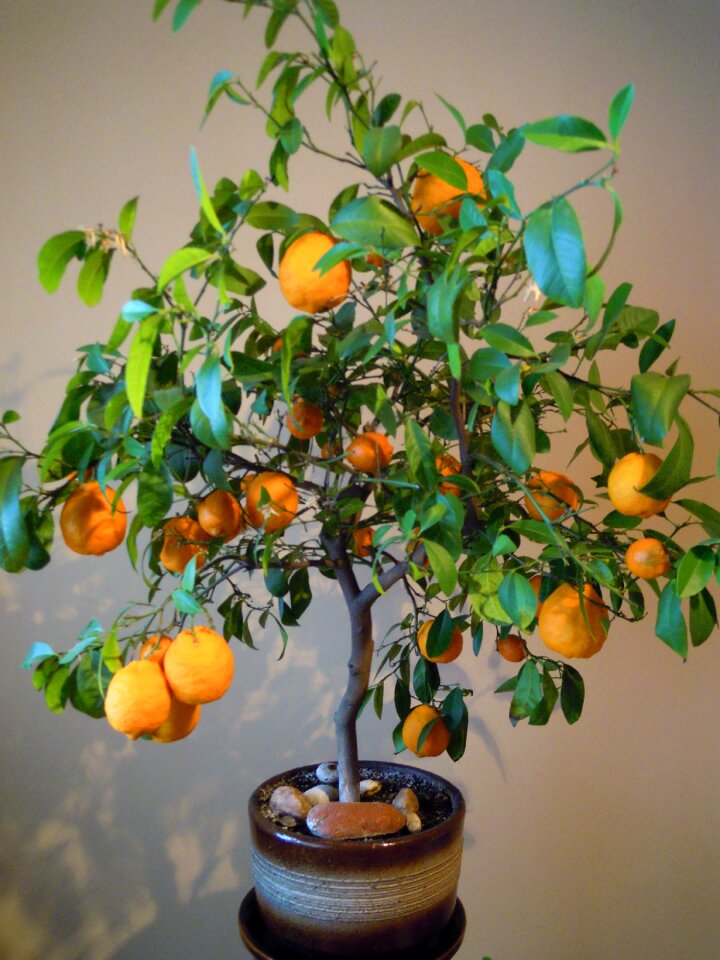 Oranges tree flowerpot