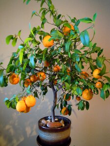 Oranges tree flowerpot