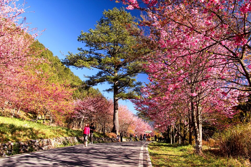 Landscape plant road