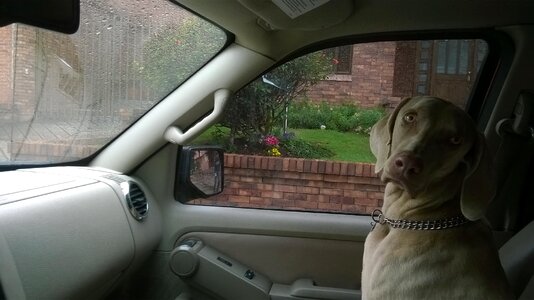 Dog car love